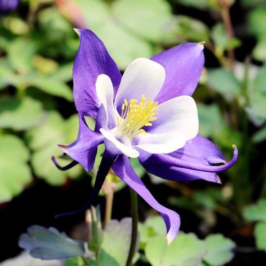 Alpine Blue Columbine seeds