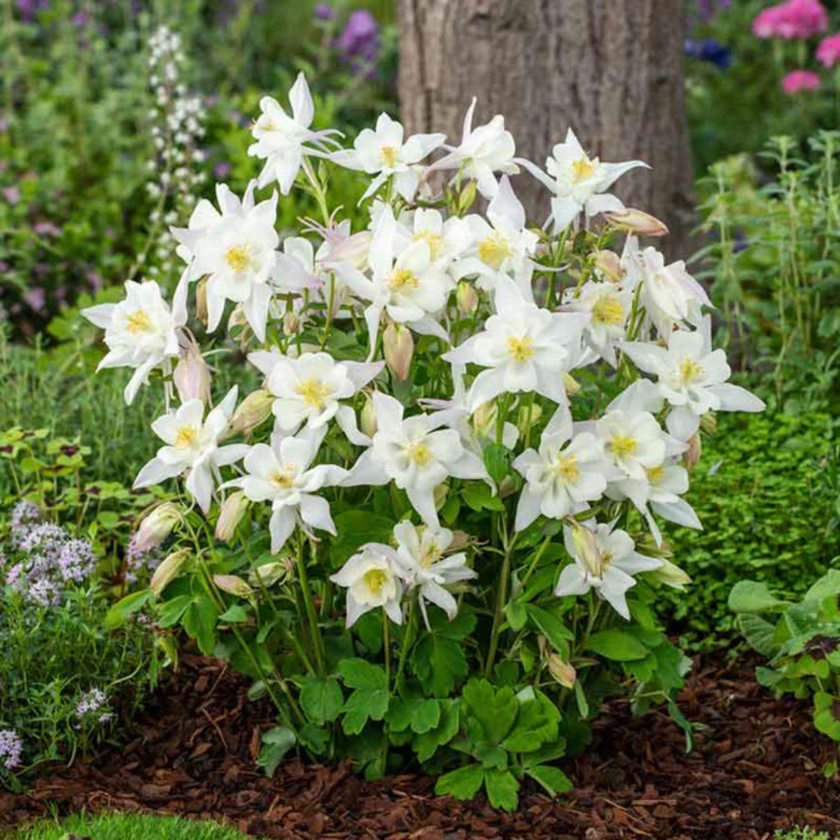 Crystal Star Columbine seeds