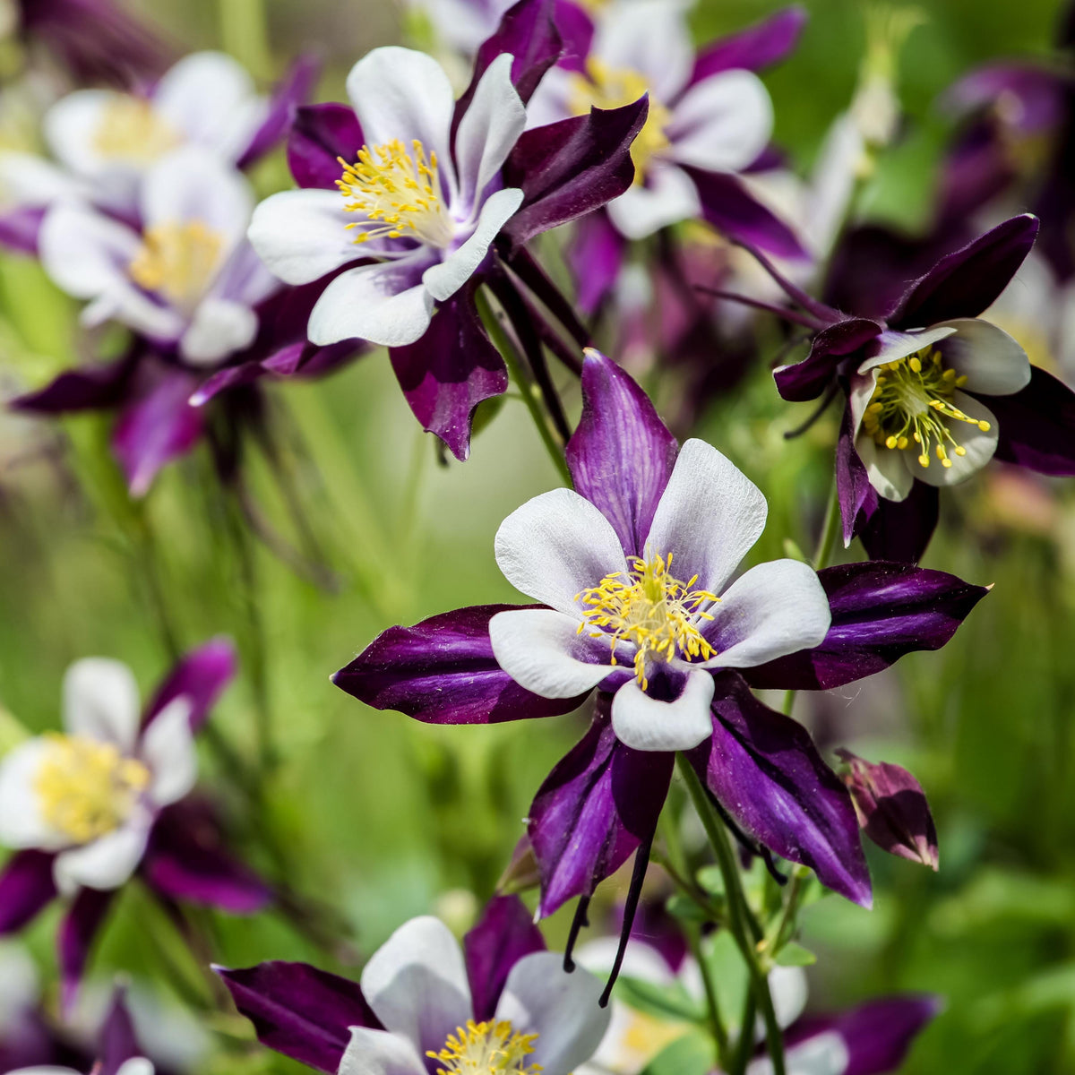 Swan Violet and White Columbine Aquilegia 'Colorado Violet and White' seeds
