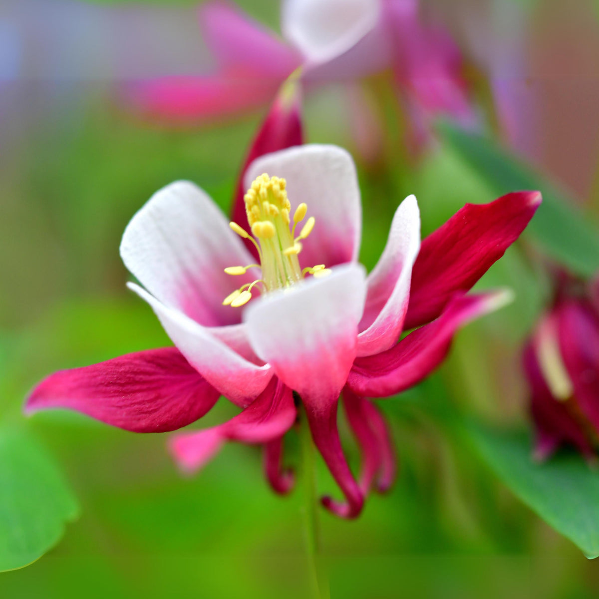 Aquilegia 'Crimson Star' Columbine 'Crimson Star' seeds