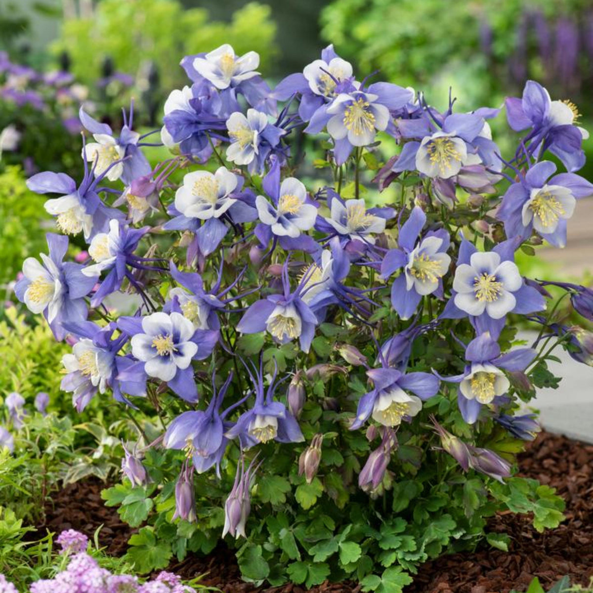 Aquilegia 'Earlybird Blue and White' Columbine seeds