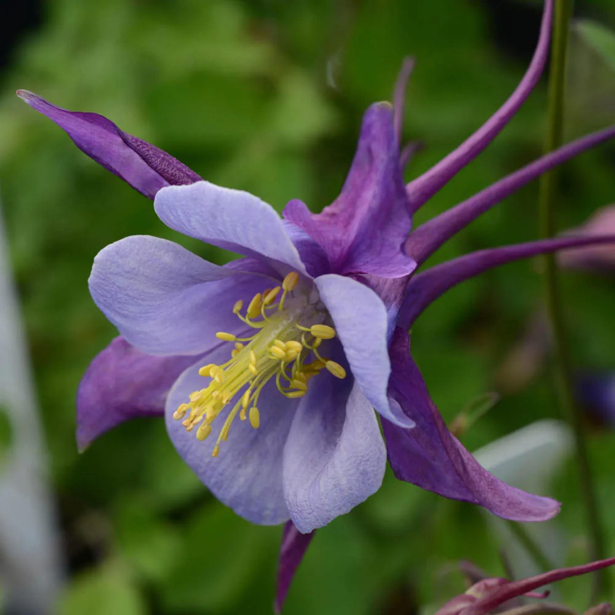 Aquilegia 'Earlybird Purple Blue' Columbine seeds
