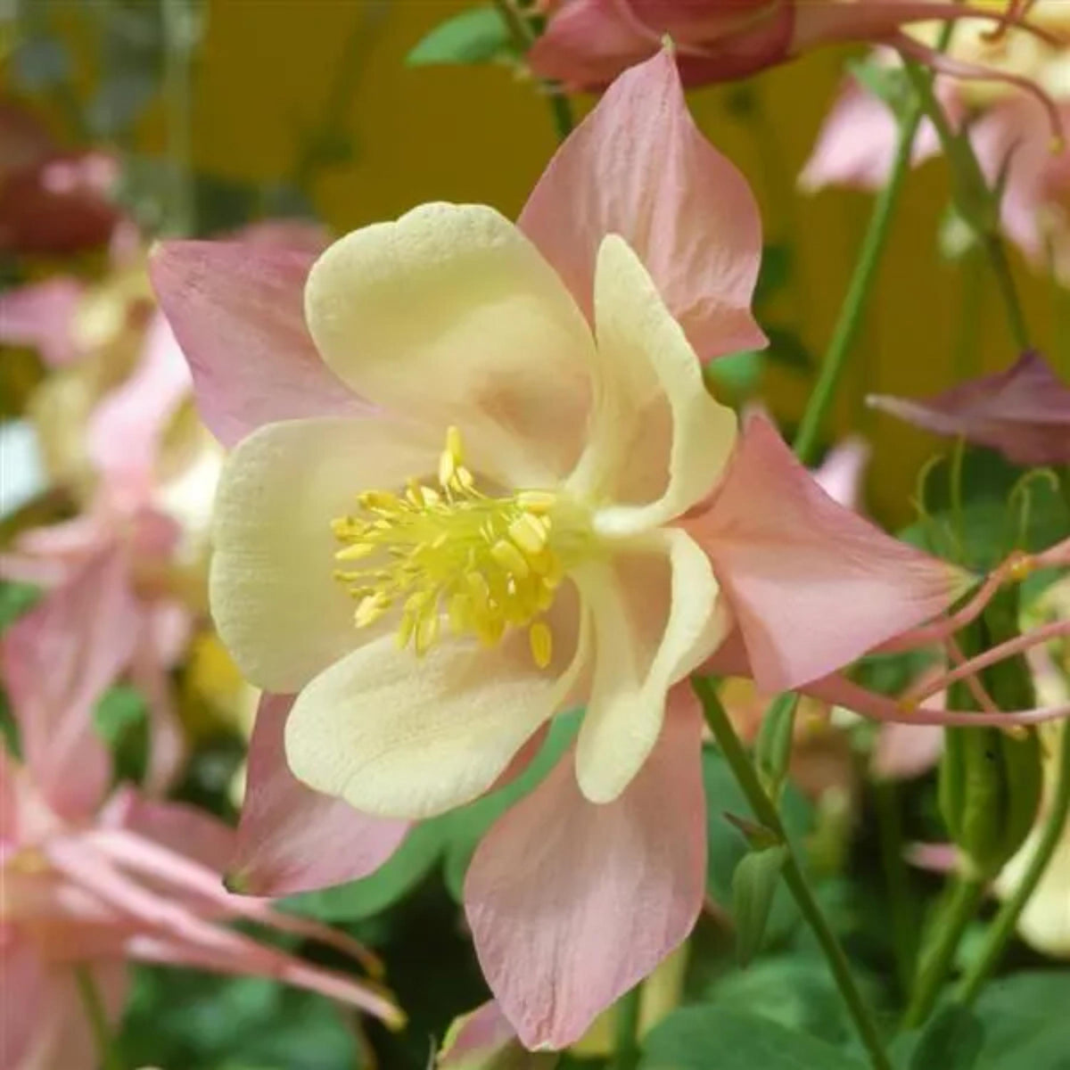 Aquilegia Swan Pink Yellow Columbine seeds