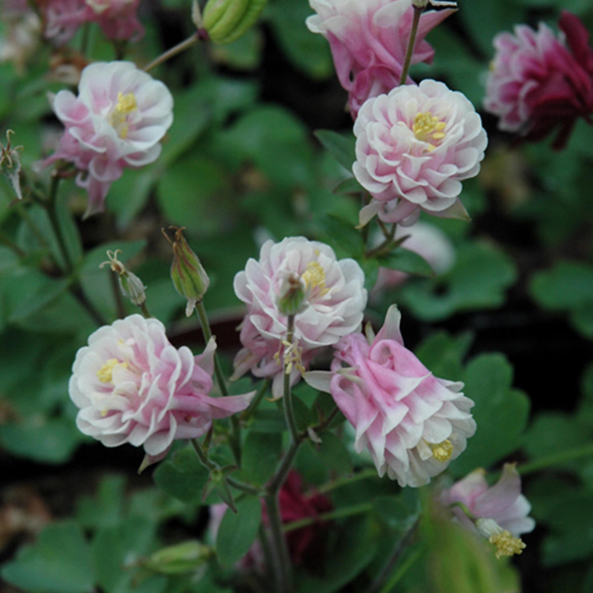 Aquilegia Winky Double Rose White Columbine seeds