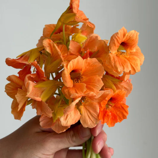Salmon Baby Nasturtium seeds
