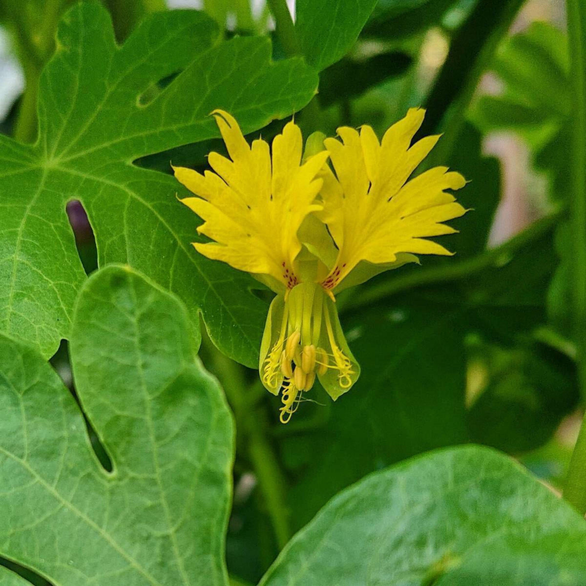 Canary Creeper Nasturtium seeds
