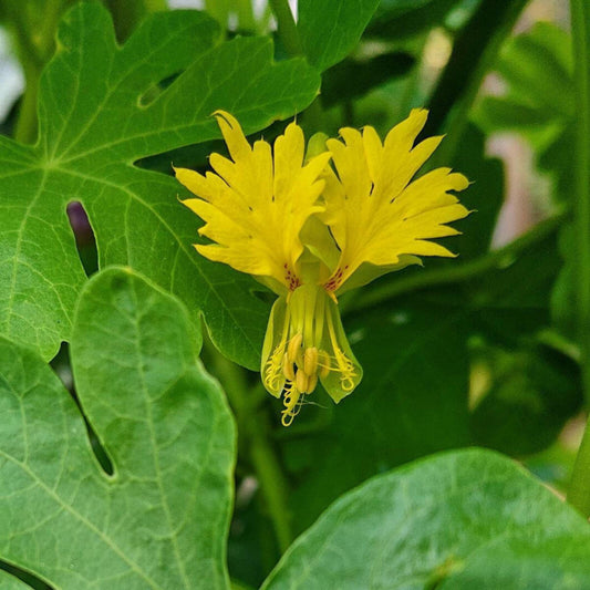Canary Creeper Nasturtium seeds