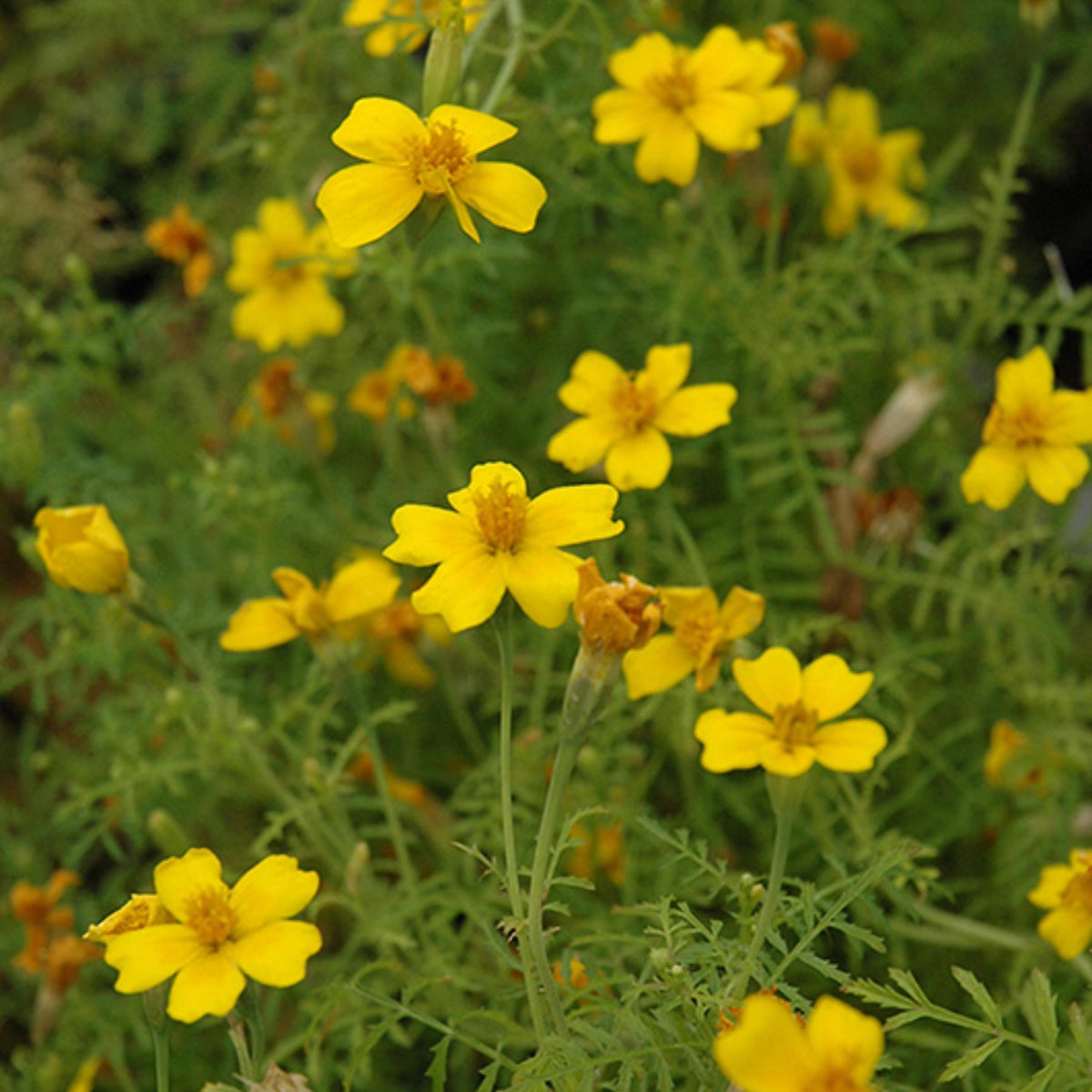 Lemon Gem Marigold seeds
