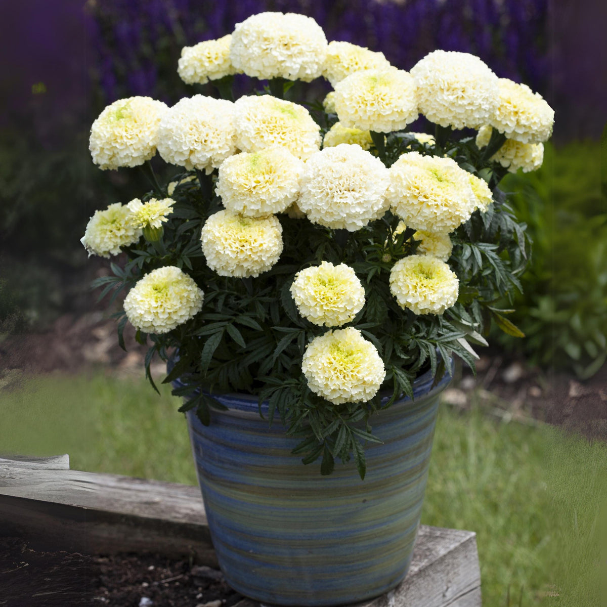 White Gold Max Marigold seeds