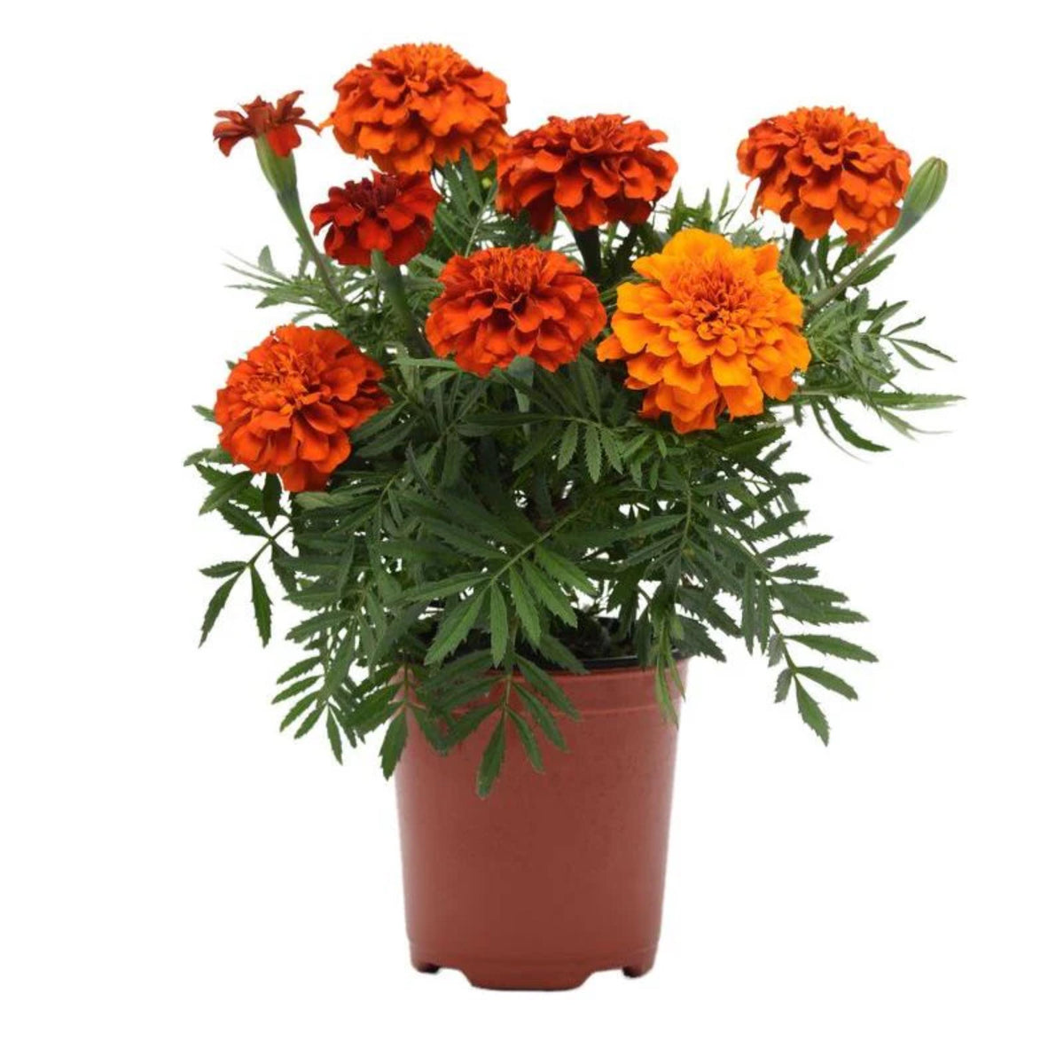 Marigold Columbia Vanilla Cream seeds