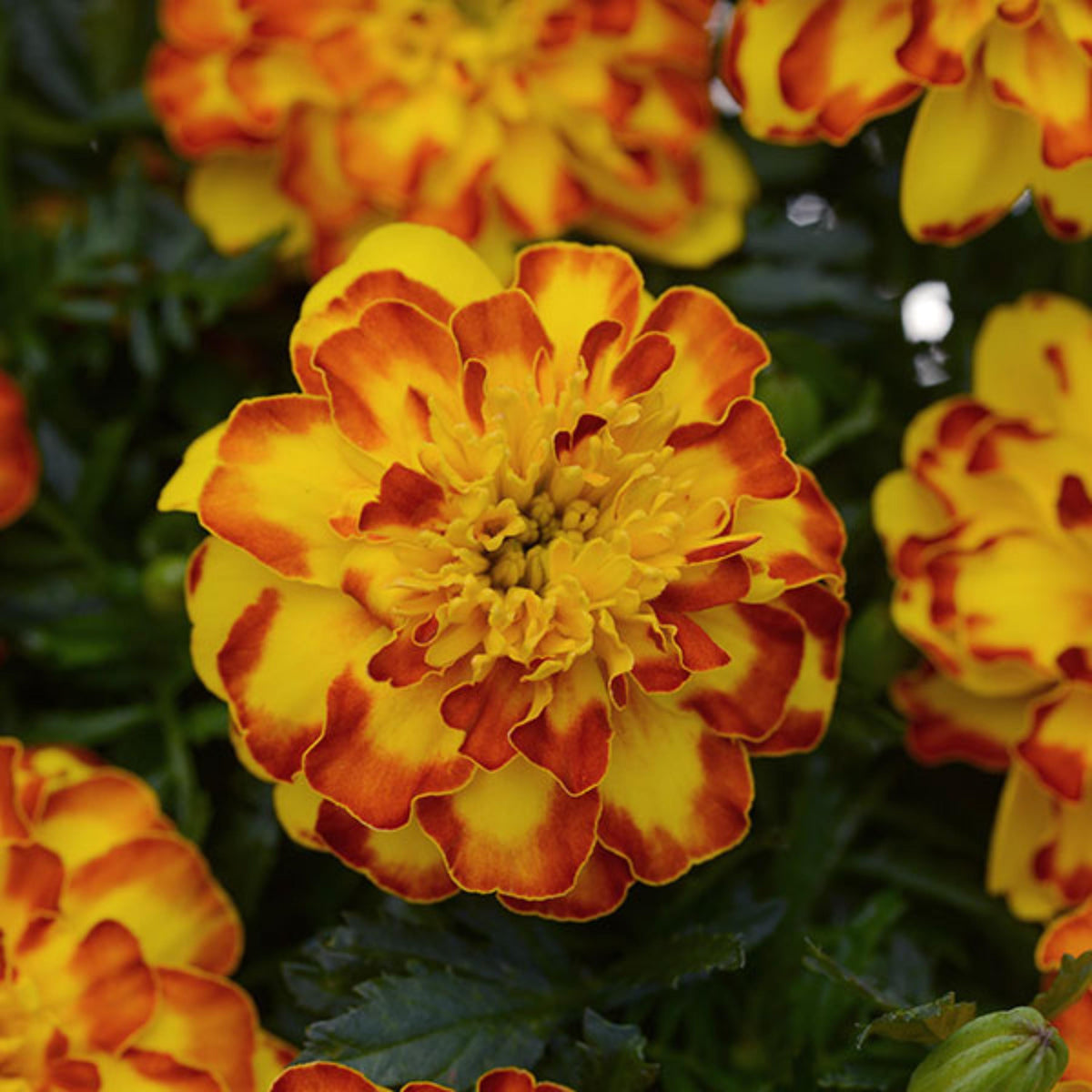 Marigold Flamenco seeds