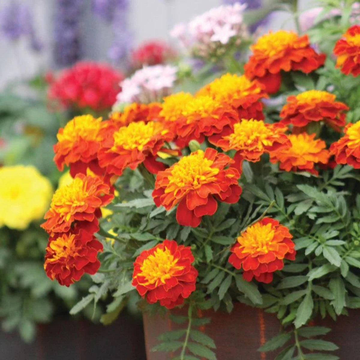 Marigold Super Hero Harmony seeds