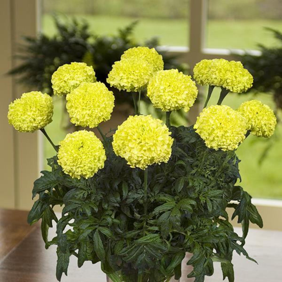Nosento Lime Green African Marigolds seeds
