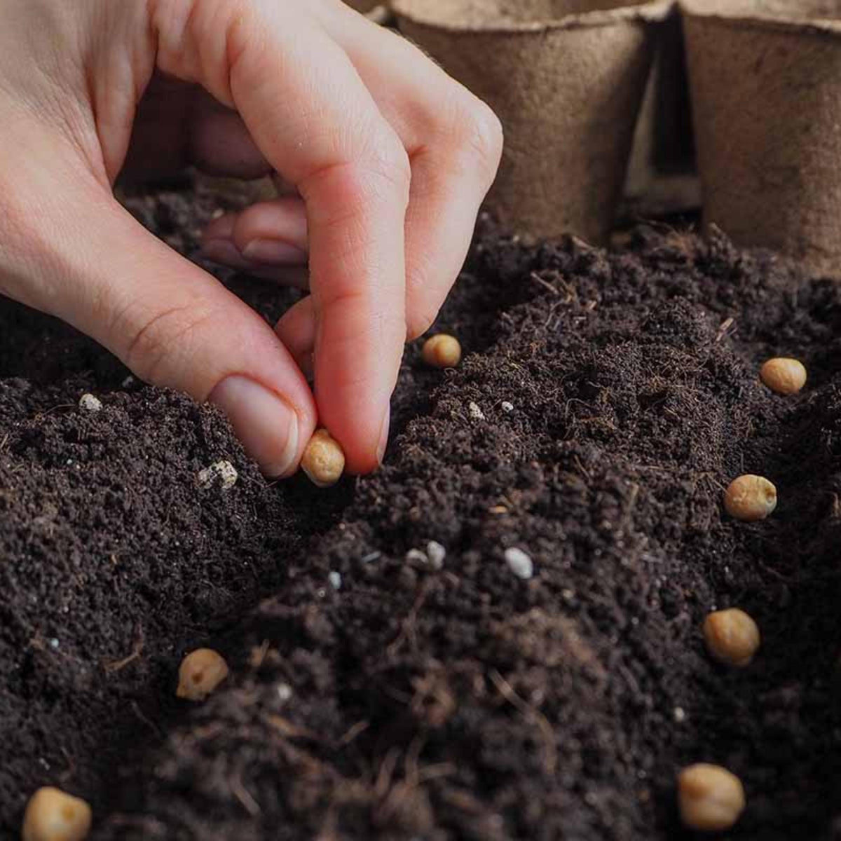 Kabuli Garbanzo Bean (Kabuli Chickpeas) seeds