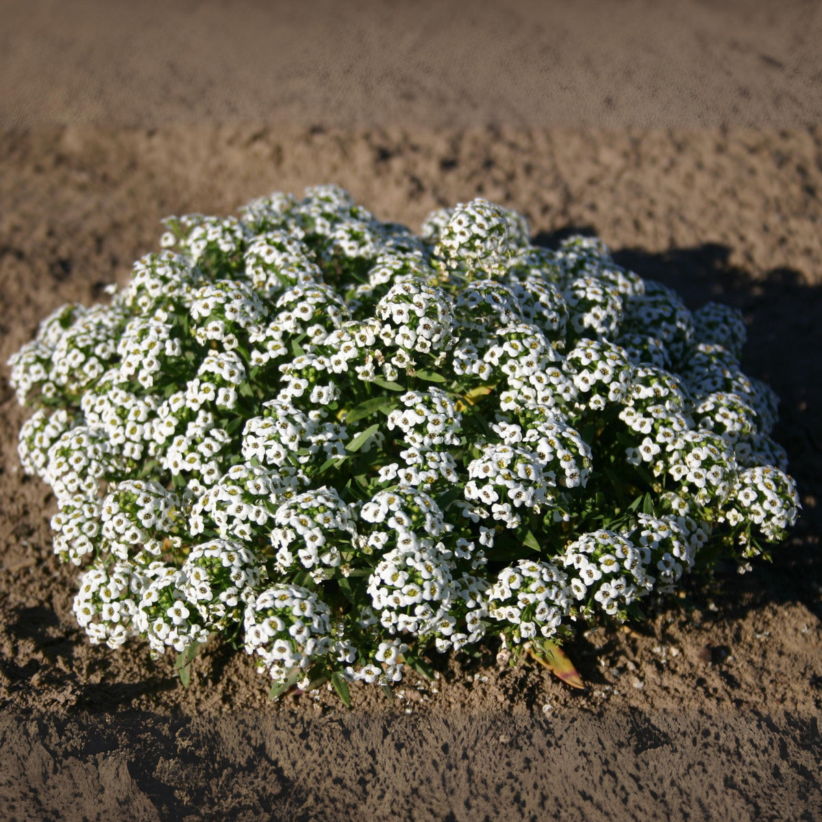 Carpet of Snow Alyssum seeds