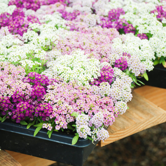 Easter Bonnet Mix Alyssum seeds