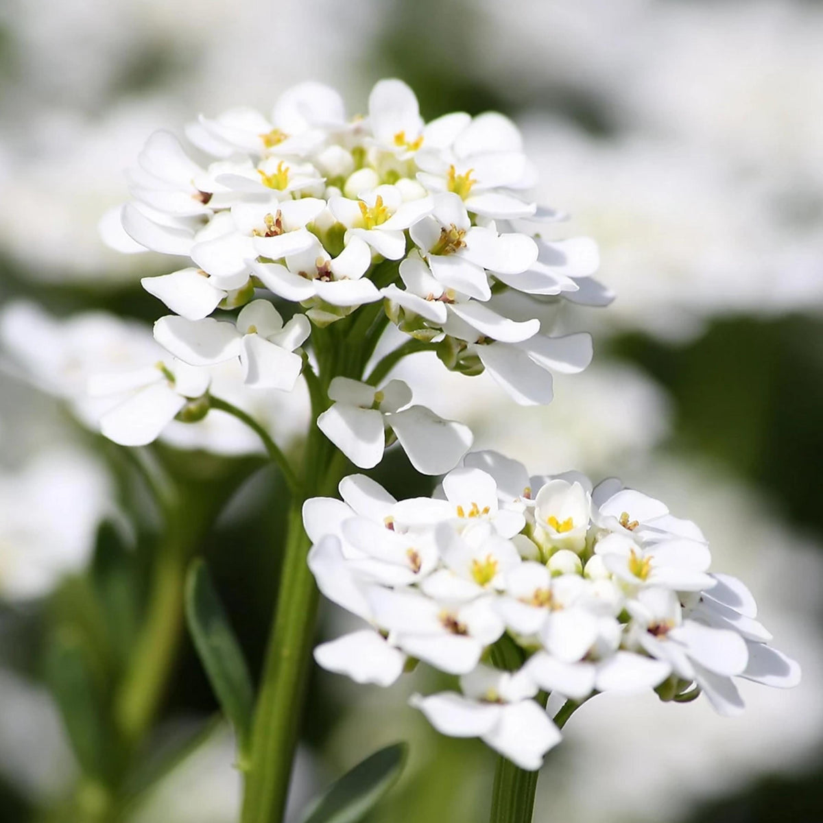 Snow Crystals Alyssum (Lobularia maritima) seeds