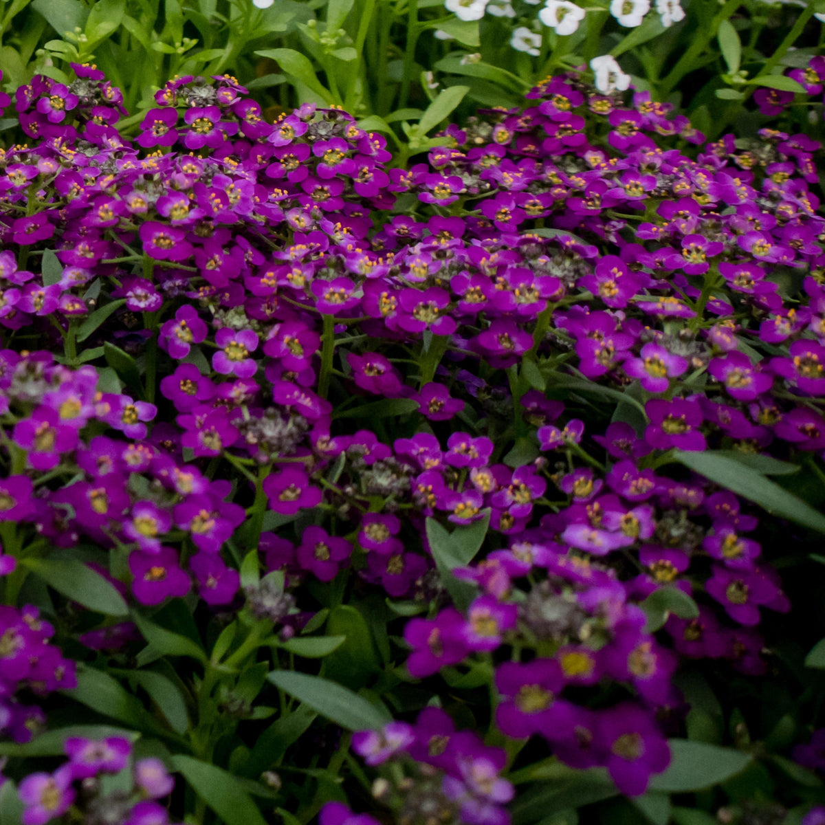 Oriental Nights Alyssum (Lobularia maritima) seeds