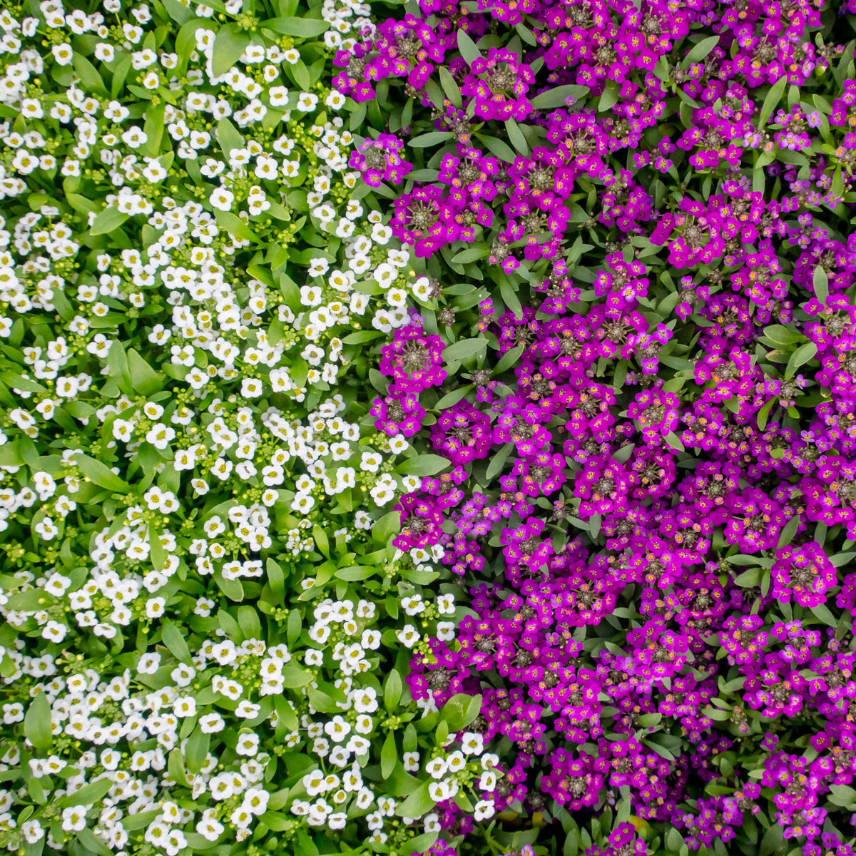 White & Purple Sweet Alyssum seeds