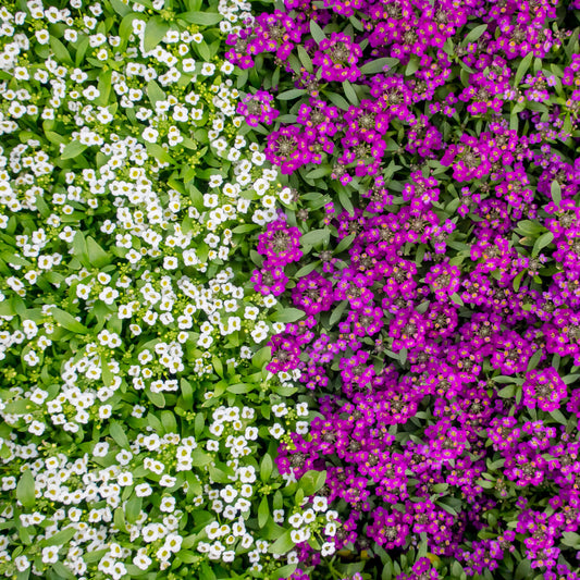 White & Purple Sweet Alyssum seeds