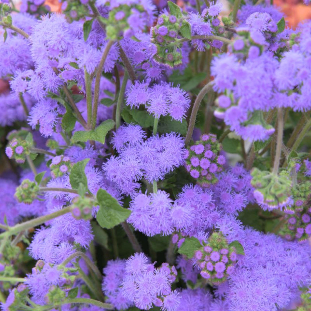 Blue Horizon Ageratum seeds