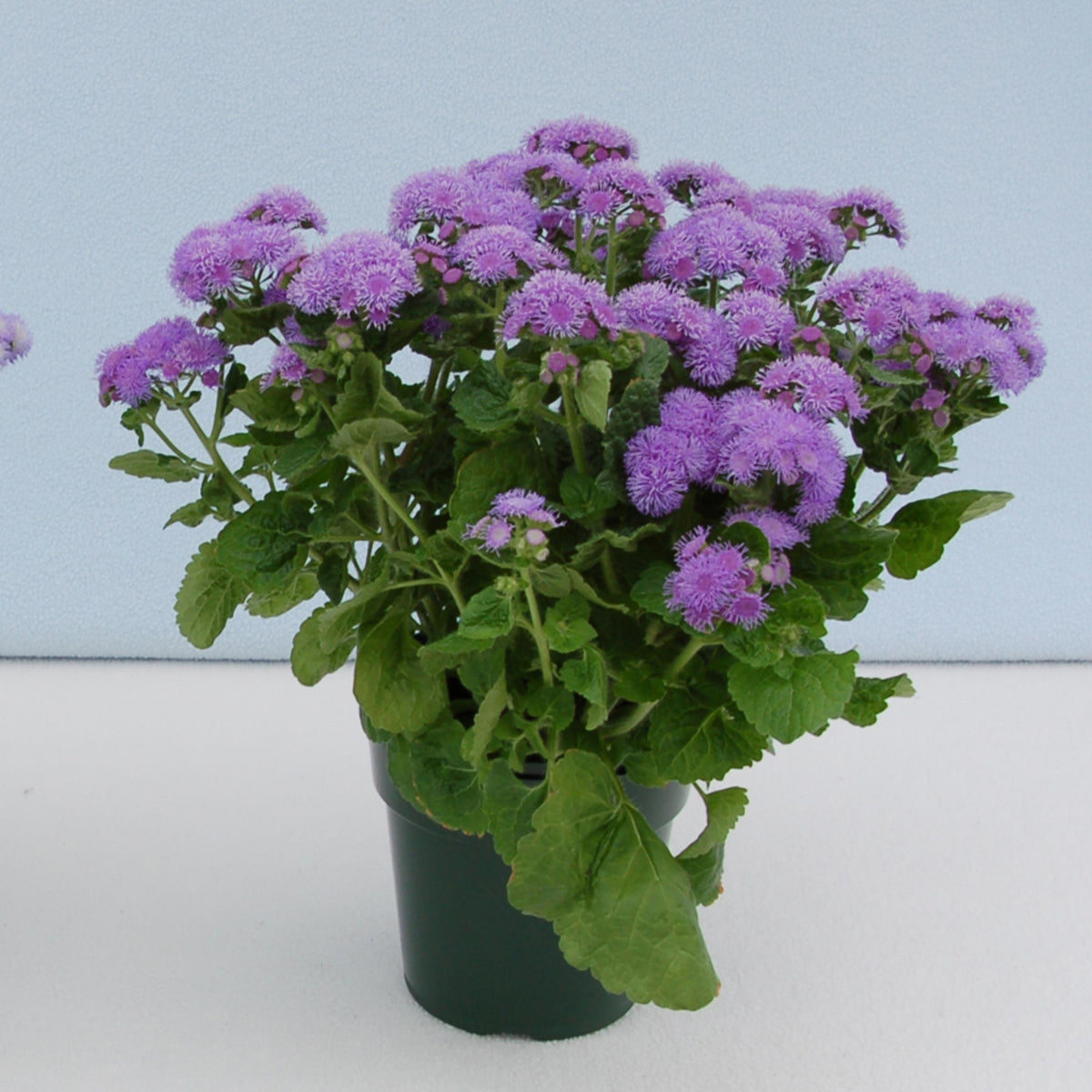 Artist Alto Blue Ageratum seeds