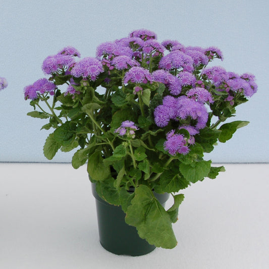 Artist Alto Blue Ageratum seeds