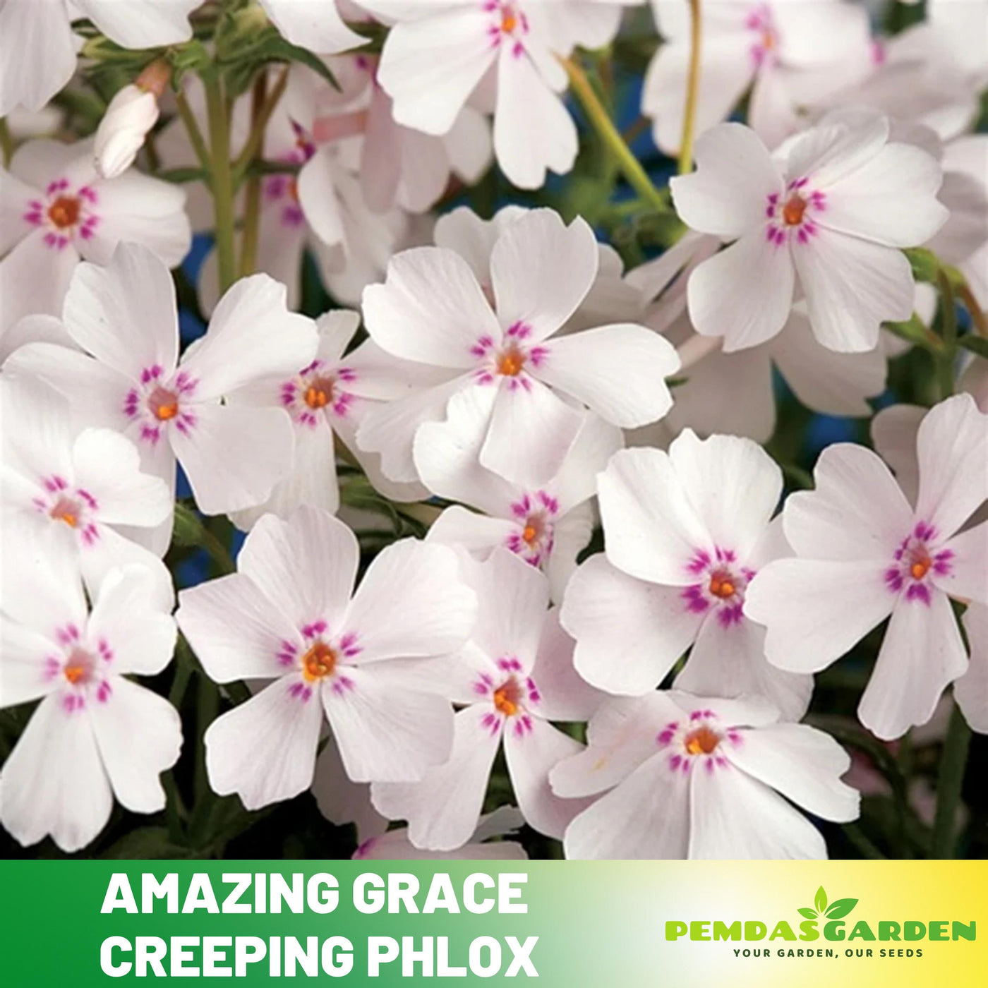 garden grace seeds 25+ Seeds| Amazing Grace Creeping Phlox Seeds - Cold Resistant