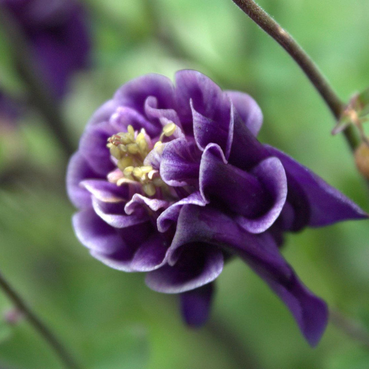 Aquilegia vulgaris Winky Double Dark Blue White seeds
