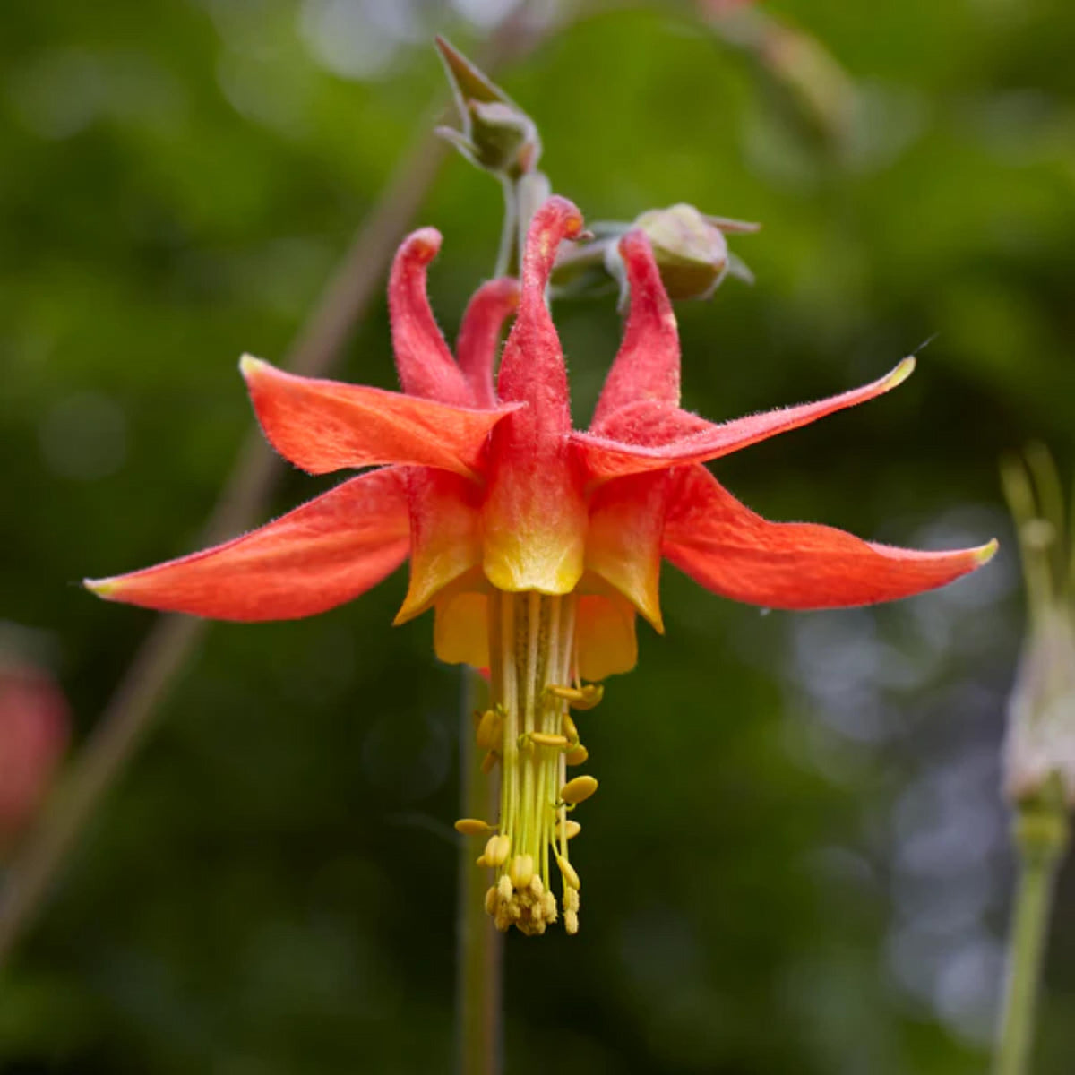 Double Yellow and Orange Columbine seeds