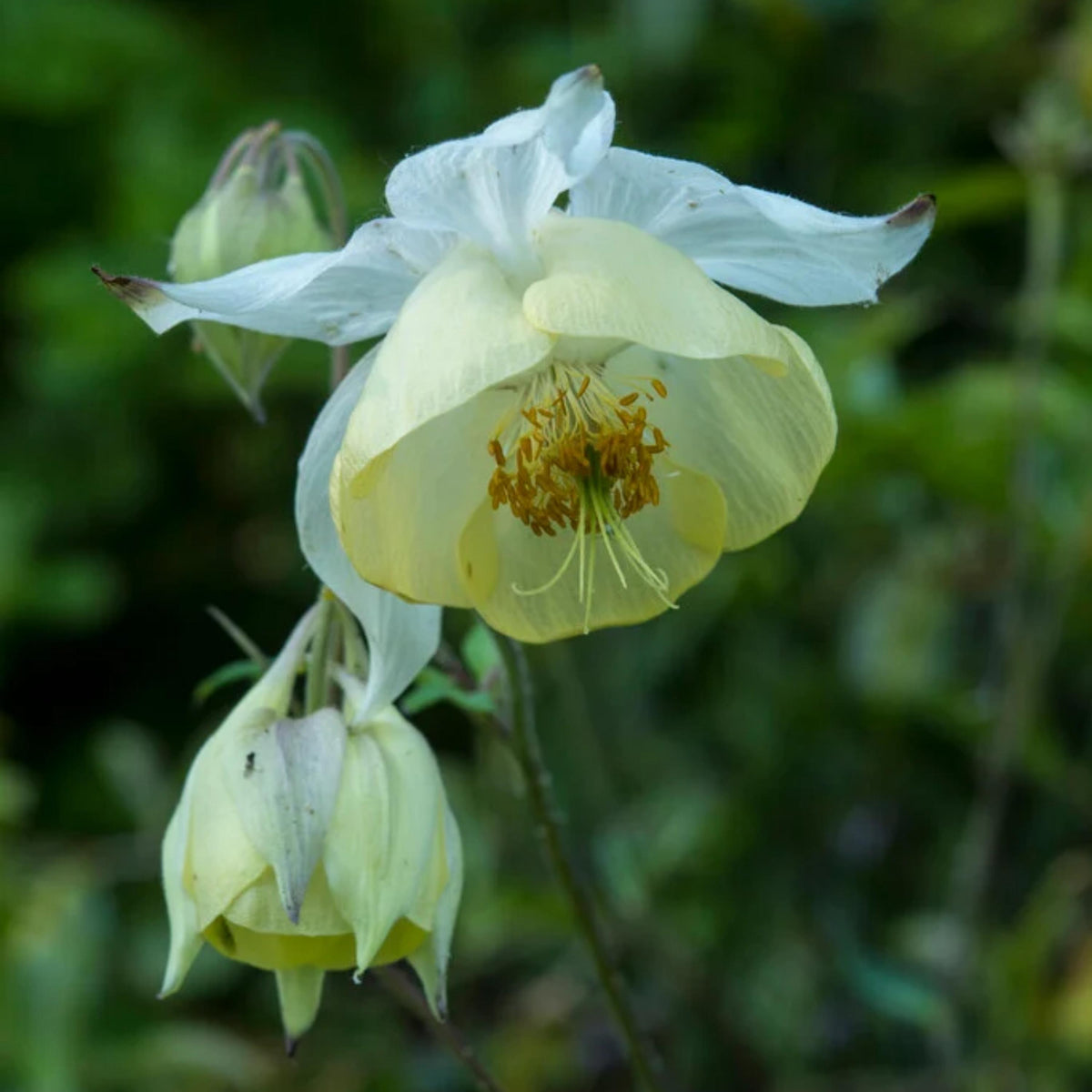 Aquilegia Fragrans Columbine seeds