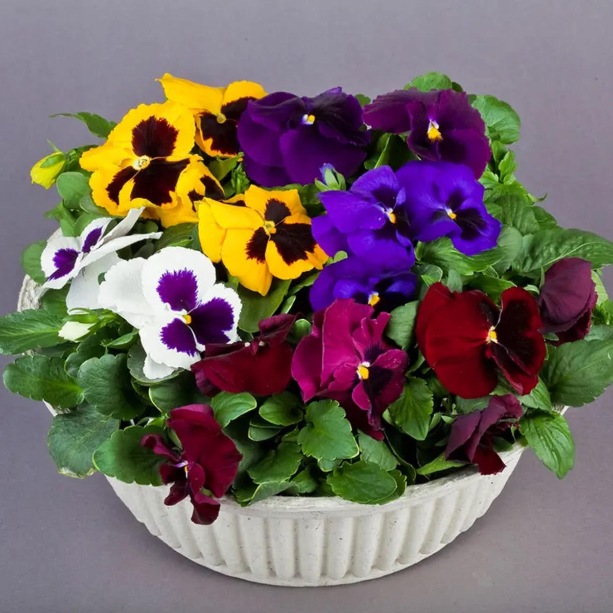 Majestic Giants Pansy seeds