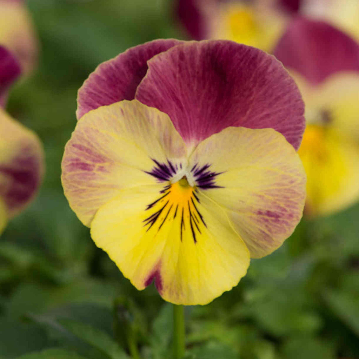 Spreading Pansy Cool Wave Strawberry Swirl seeds
