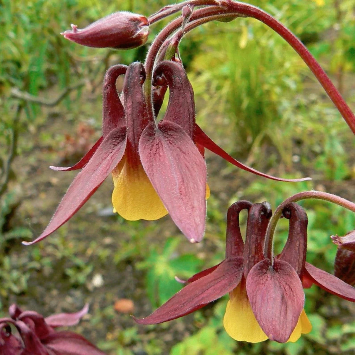 Aquilegia oxysepala Oriental Columbine seeds
