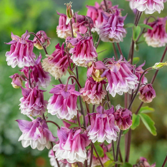 Aquilegia 'Petticoat Pink' seeds