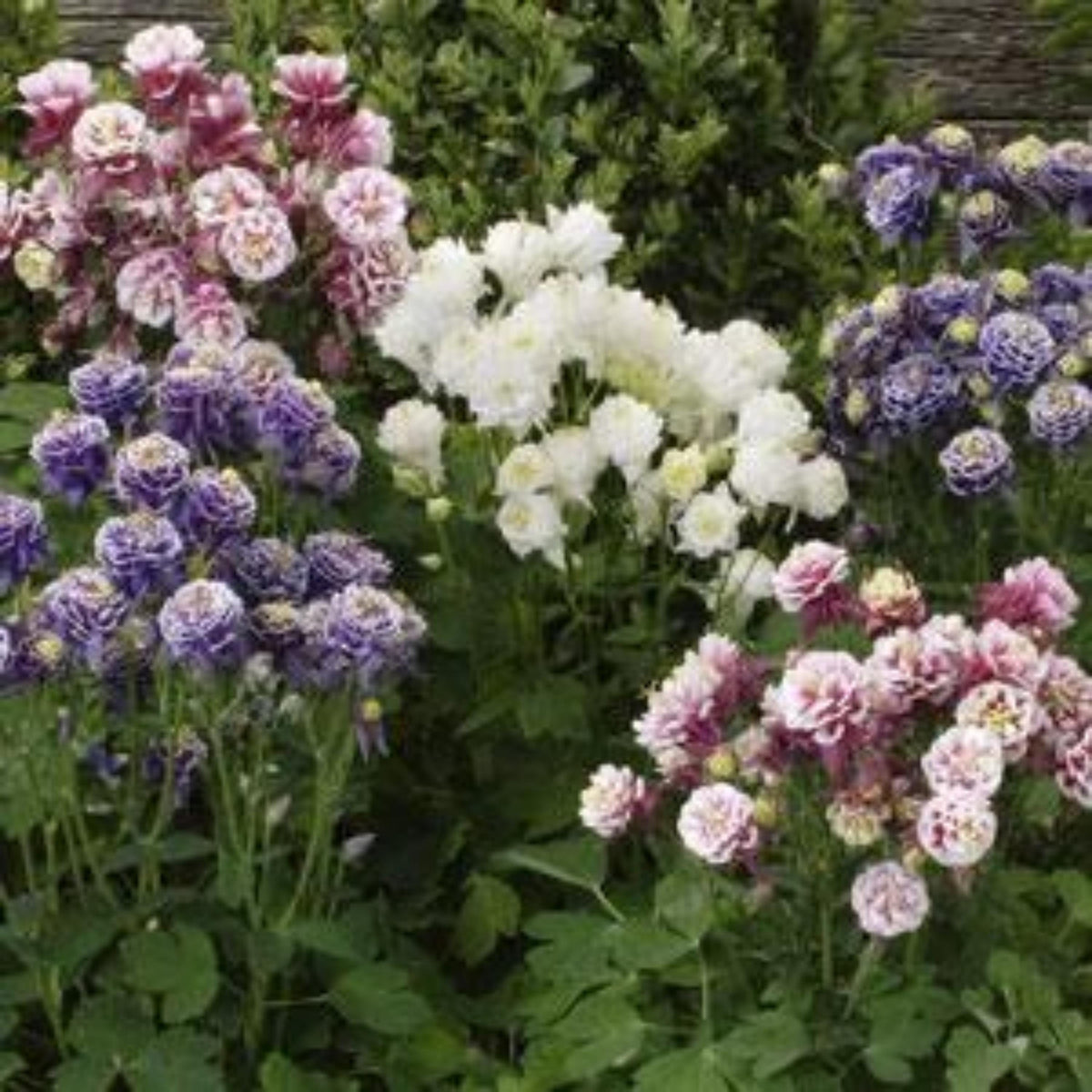 Aquilegia vulgaris Winky Double Mixture Columbine seeds