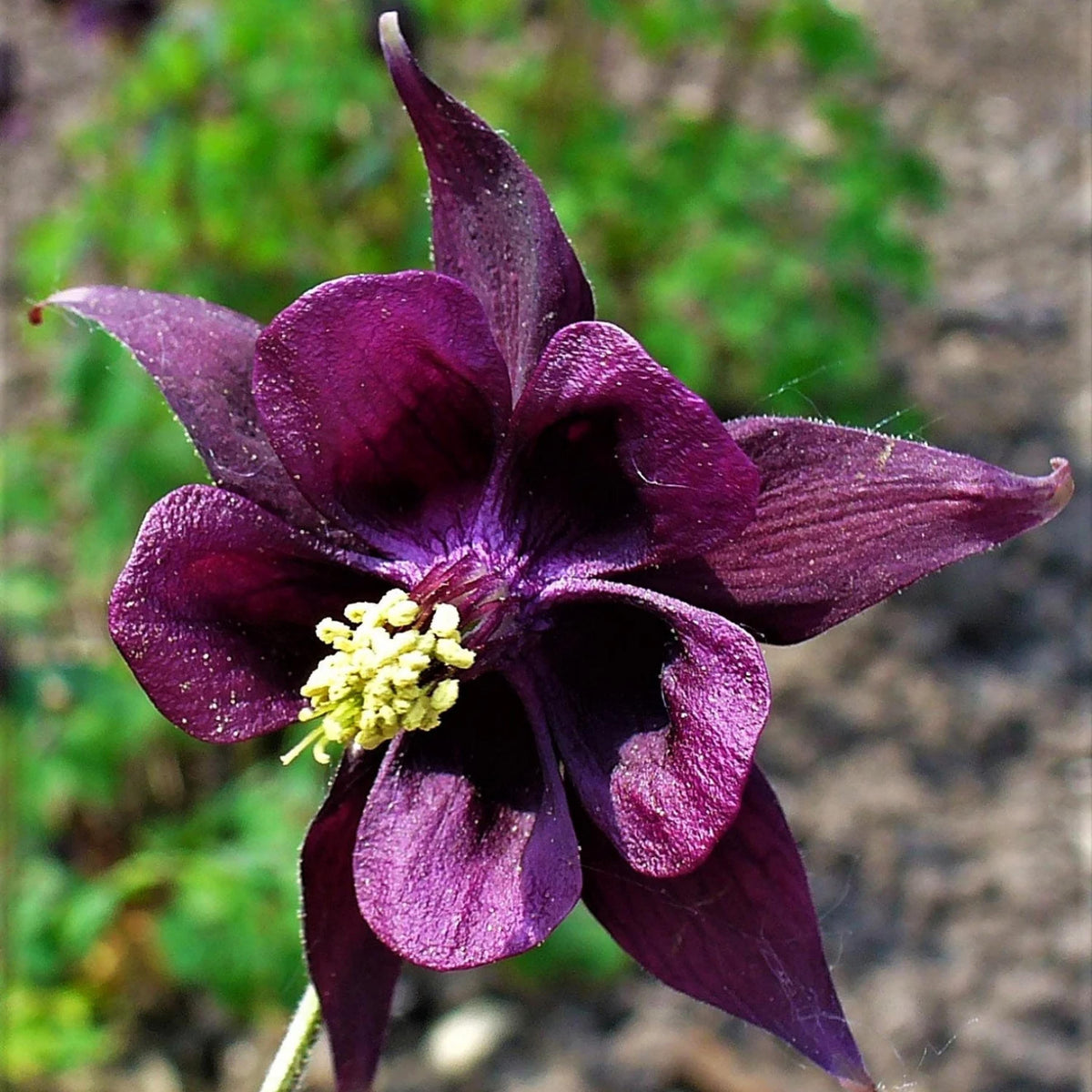 Aquilegia Vulgaris 'Kurdistanica' Black Columbine Dark Columbine seeds