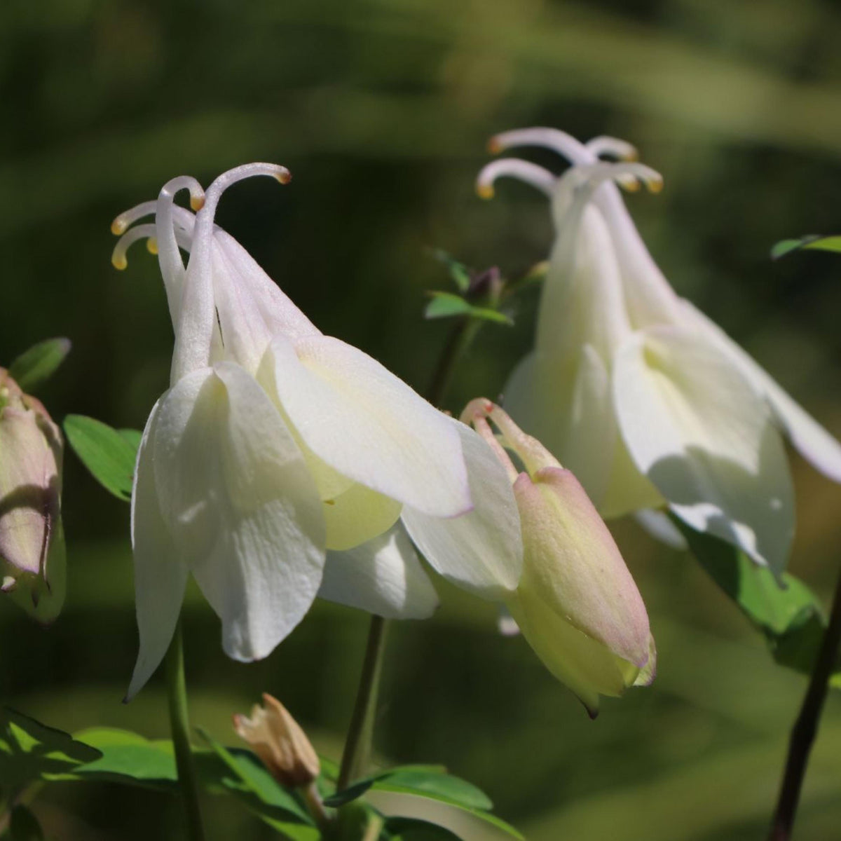 Aquilegia flabellata Cameo White seeds