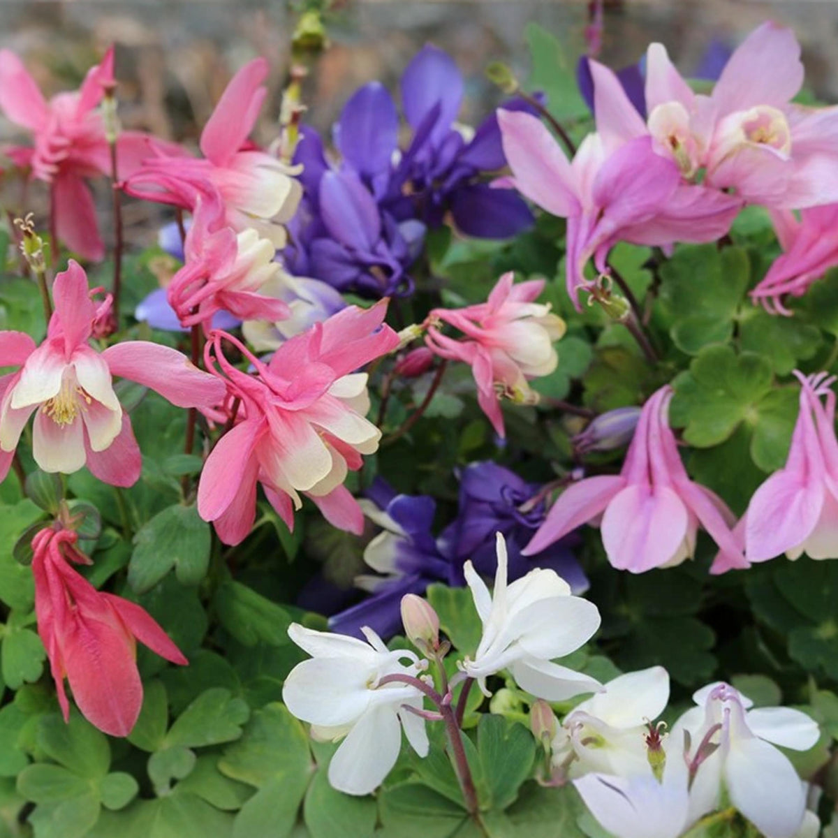 Aquilegia flabellata Cameo Mix seeds