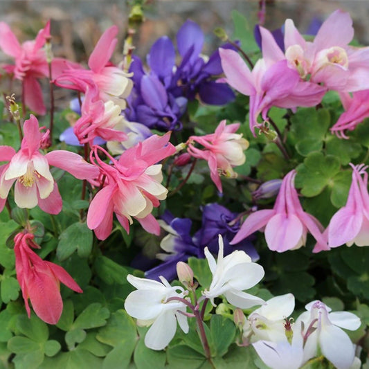 Aquilegia flabellata Cameo Mix seeds