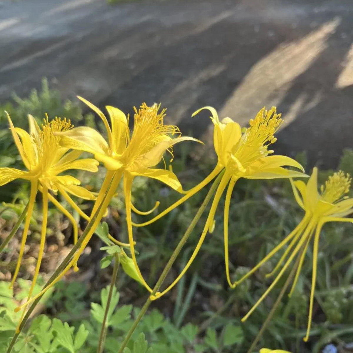Aquilegia longissima seeds