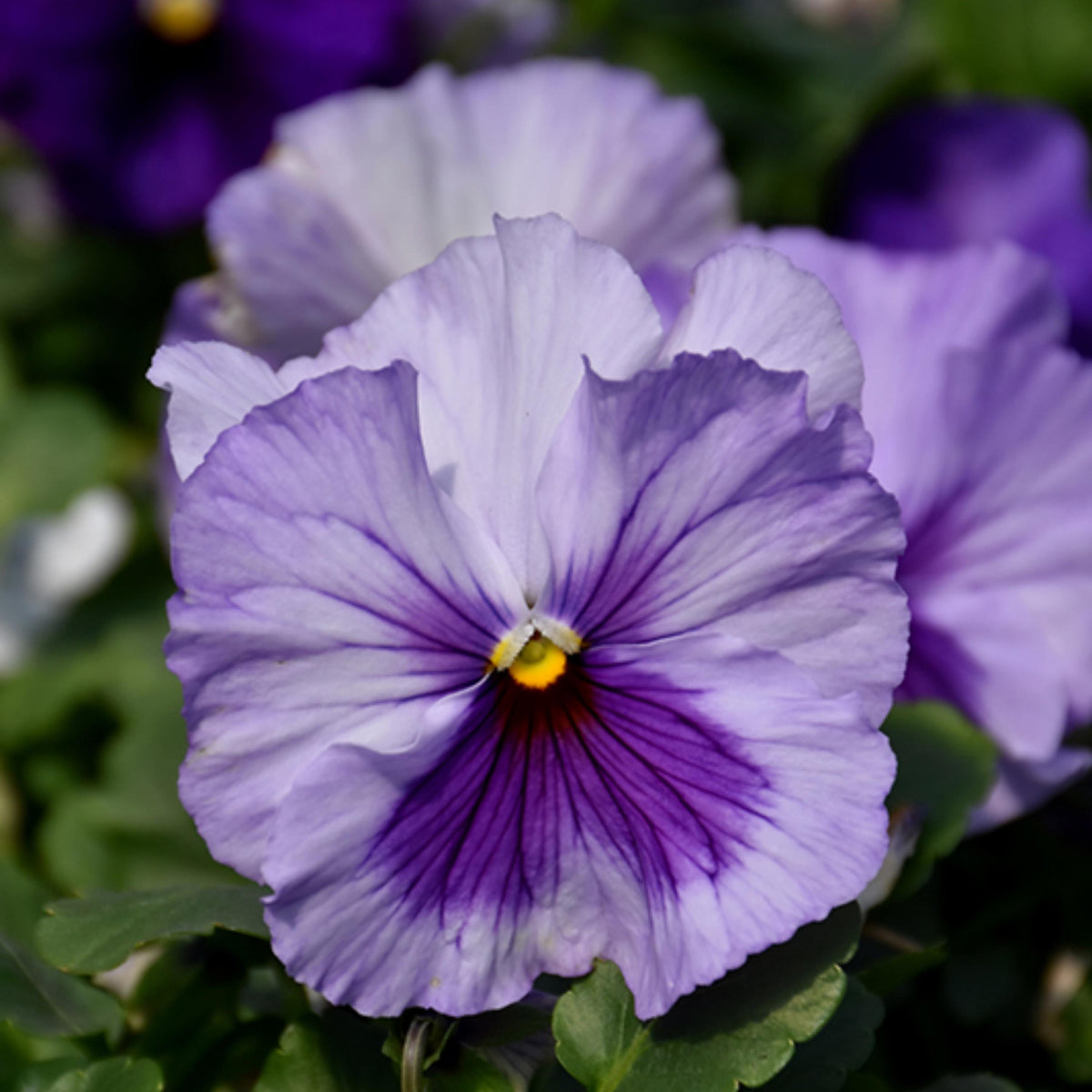 Delta Pro Lavender Blue Pansy seeds