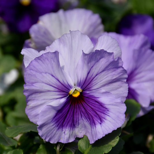 Delta Pro Lavender Blue Pansy seeds
