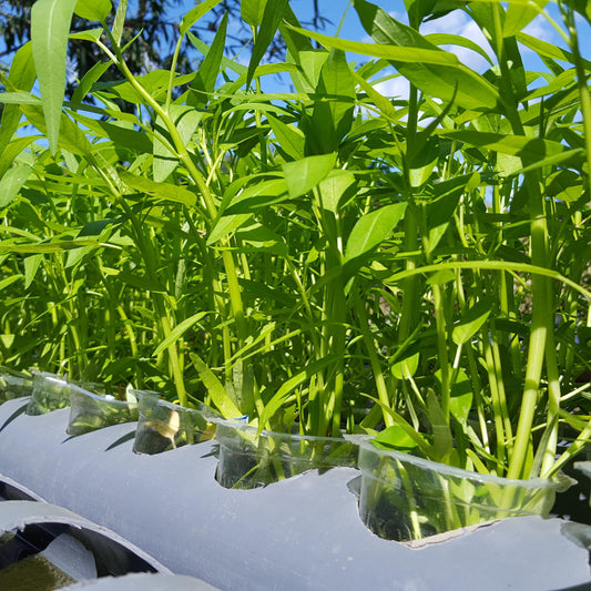 Upland Water Spinach seeds