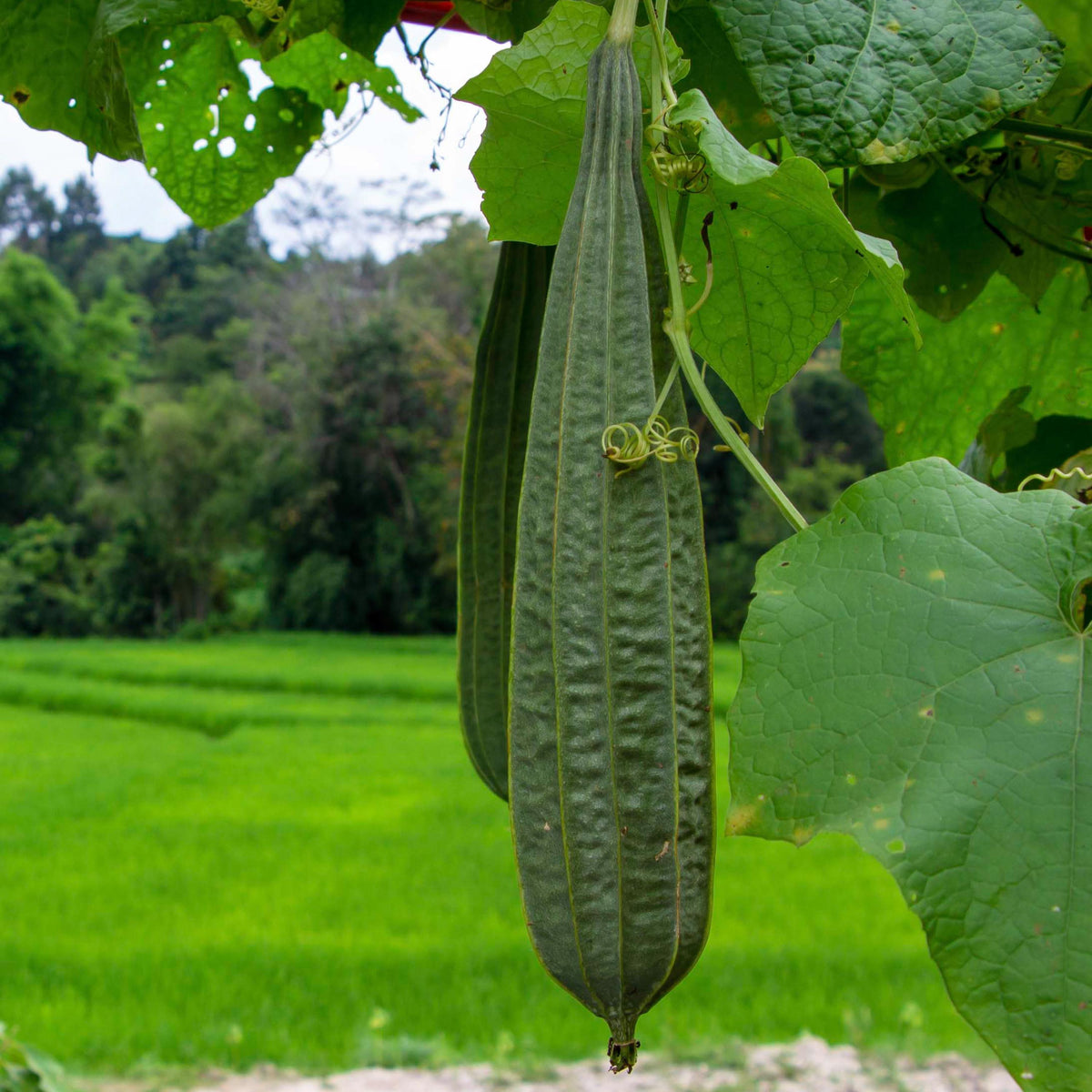 Luffa acutangula seeds