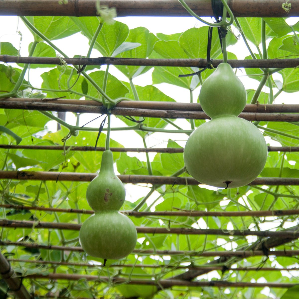 Calabash Gourd seeds