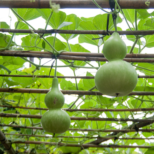 Calabash Gourd seeds