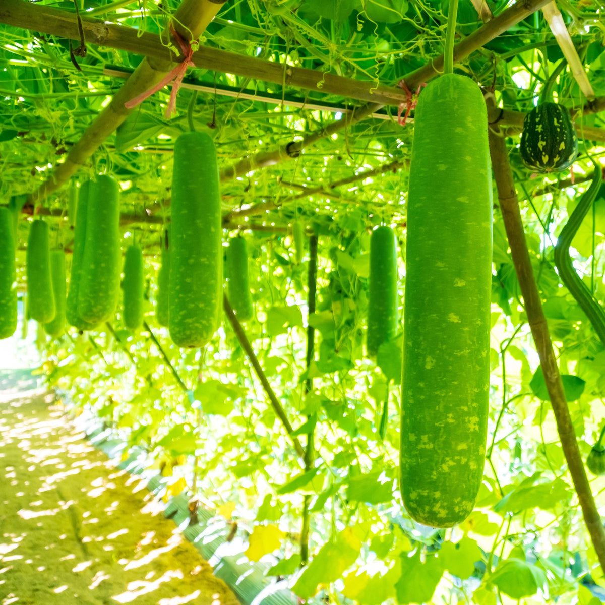 Long Bottle Gourd seeds