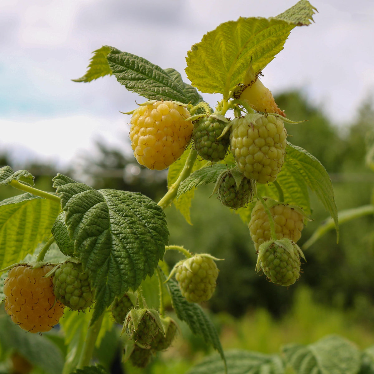 Yellow / Golden Raspberry seeds