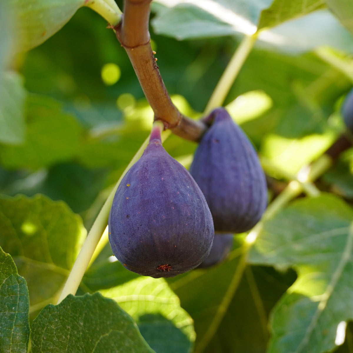 Black Mission Fig seeds